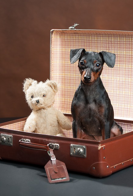 Jak zapewnić psu bezpieczeństwo podczas wakacji?